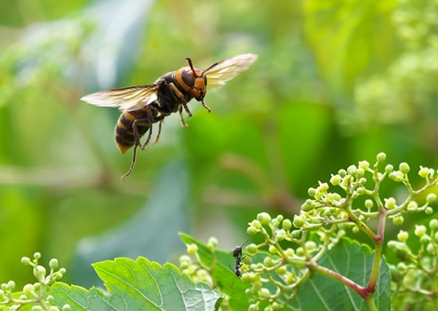 蜂・害虫駆除写真